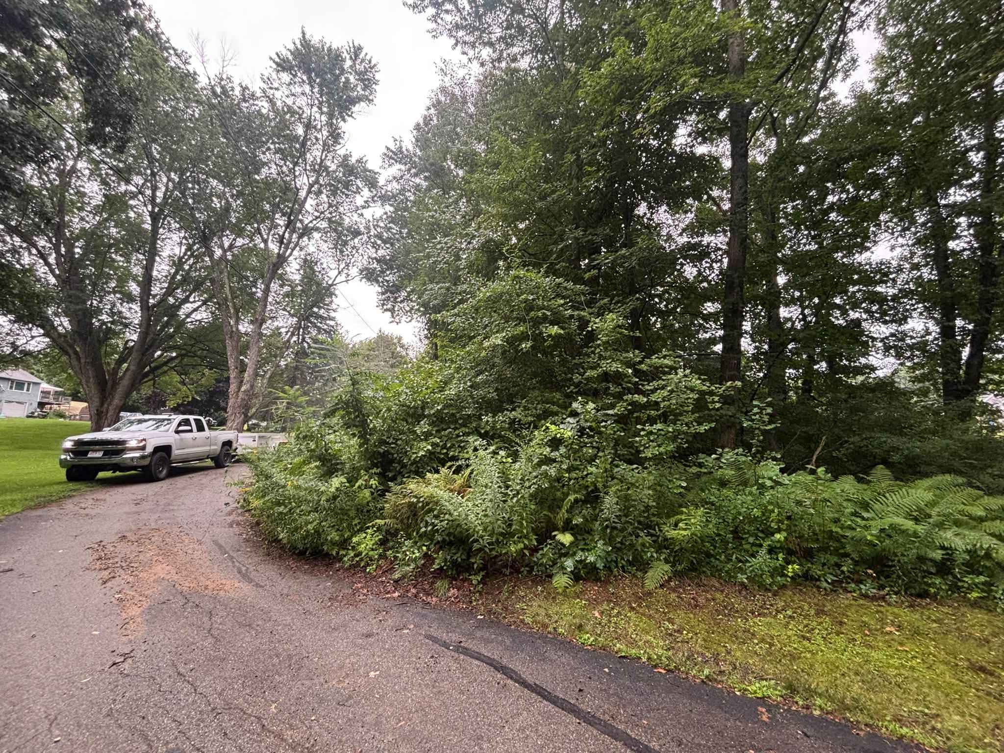 Before — poison ivy and vines on hillside, Spencer MA